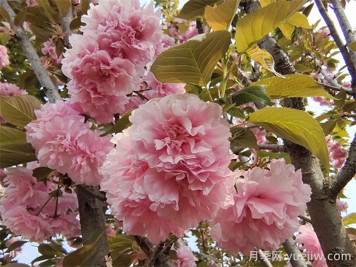 15種常見先花后葉植物匯總(圖6)