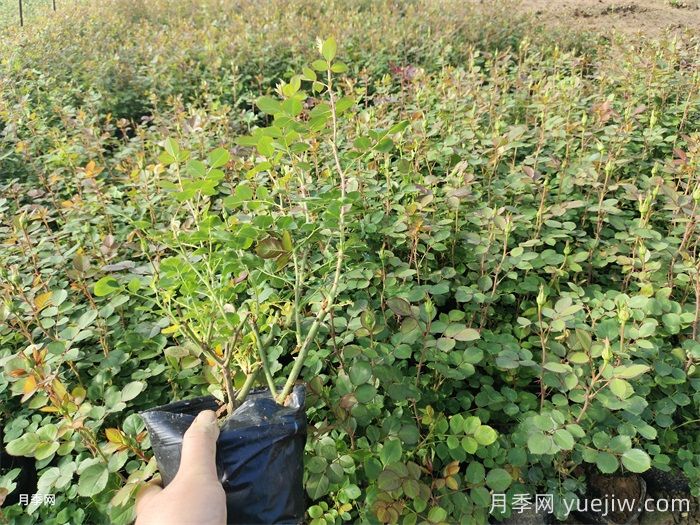 四月份苗圃管理措施和園林養(yǎng)護措施(圖1)