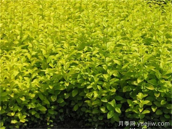 金葉女貞和金森女貞有什么區(qū)別？(圖1)