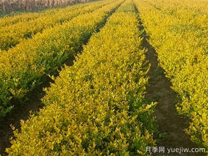 金葉女貞和金森女貞有什么區(qū)別？(圖2)