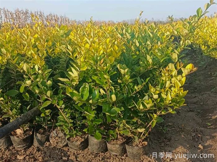 金森女貞和金葉女貞的區(qū)別有哪些？(圖1)