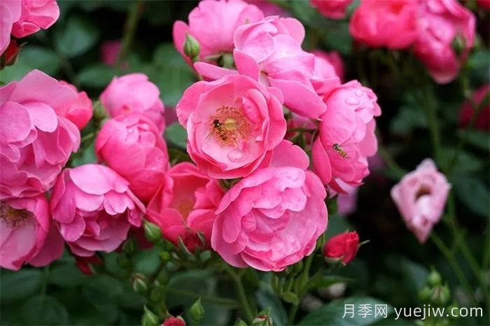 暮春初夏，咸陽涇陽薔薇花盛放(圖1)