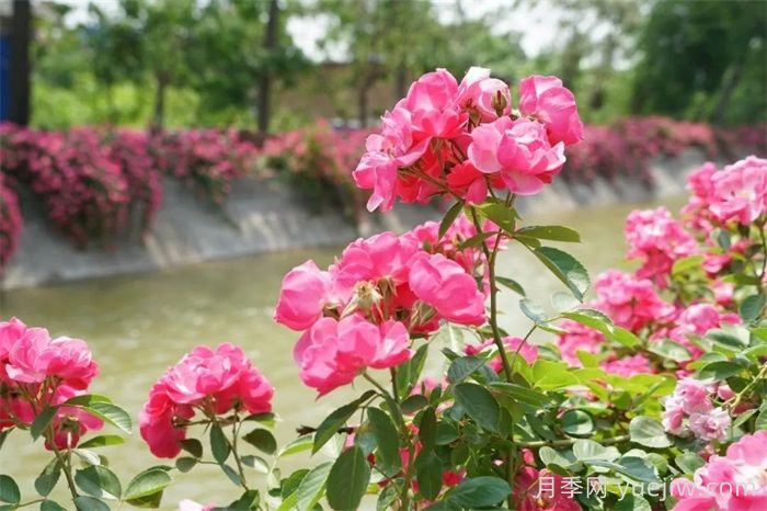 暮春初夏，咸陽涇陽薔薇花盛放(圖2)