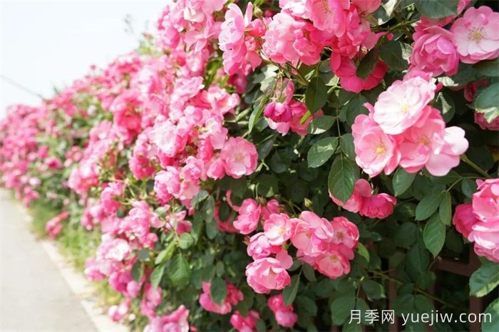暮春初夏，咸陽涇陽薔薇花盛放(圖3)
