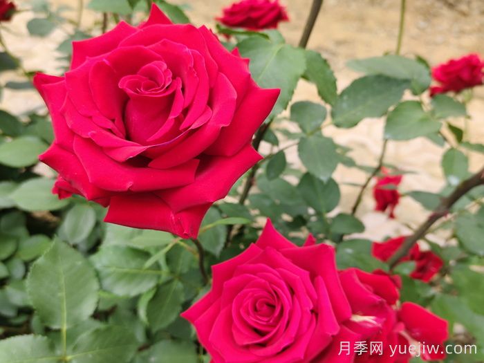 夏末秋初**波月季花，能不能看？要不要留？(圖1)