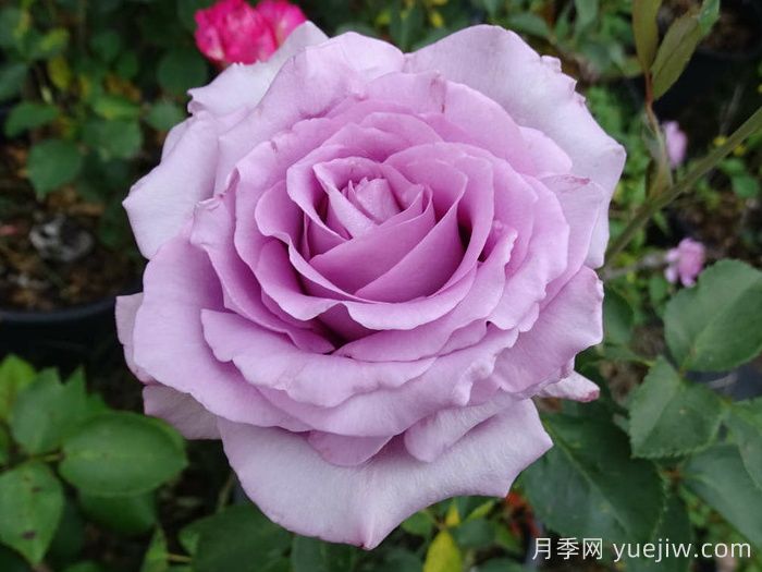 為什么紫色的月季也叫藍色？(圖2)