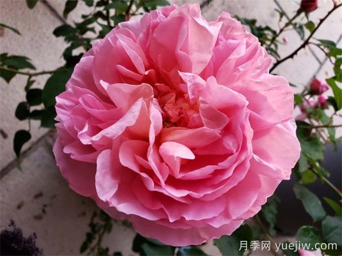 不同環(huán)境如何選月季？(圖2)