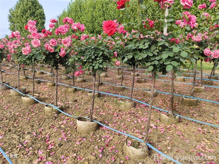 9月月季花事，月季養(yǎng)護分區(qū)域版本(圖1)