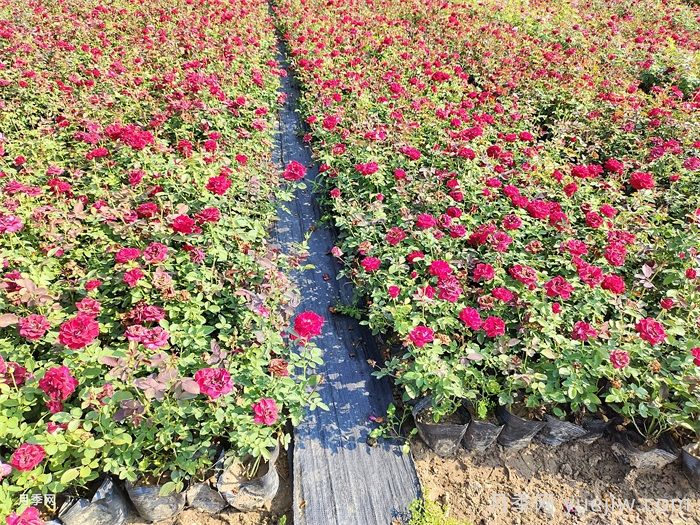 9月月季花事，月季養(yǎng)護分區(qū)域版本(圖2)