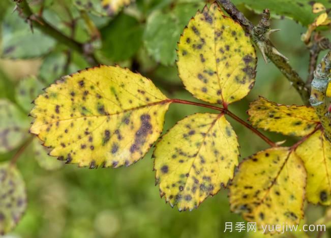 月季黃葉是因為什么原因？幫你判斷和解決(圖2)