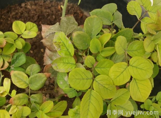 月季黃葉是因為什么原因？幫你判斷和解決(圖1)