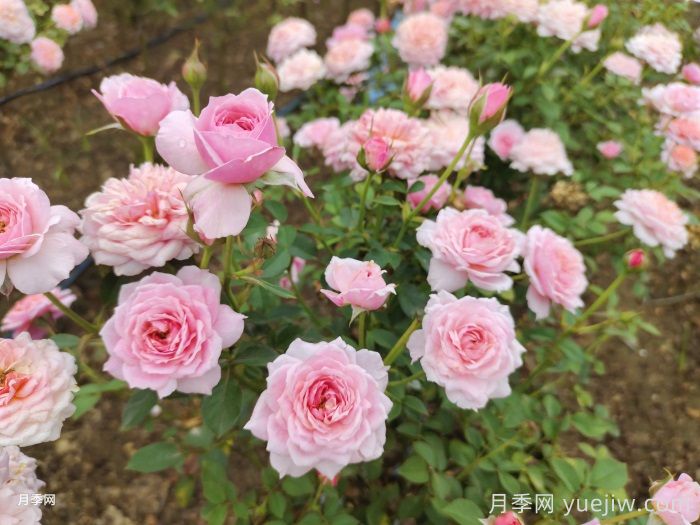小空間能養(yǎng)的月季在這，值得入手的微型月季(圖3)