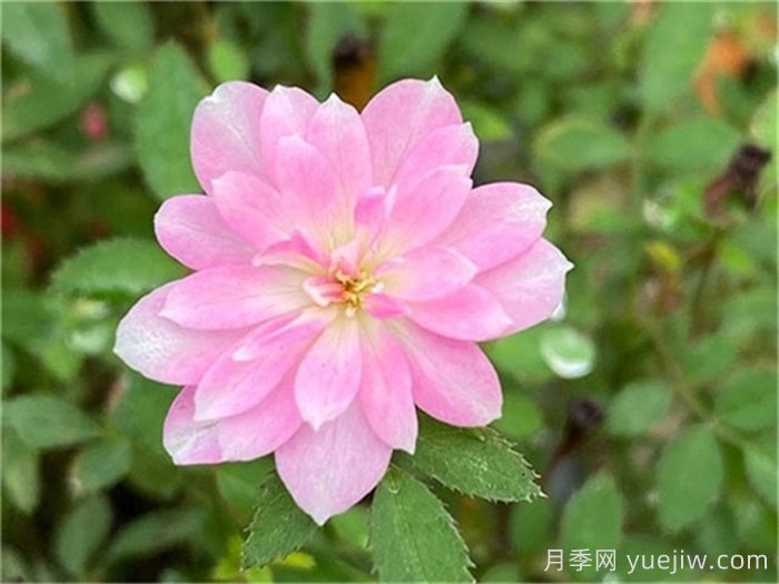 小空間能養(yǎng)的月季在這，值得入手的微型月季(圖4)