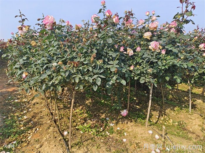 八月中下旬月季養(yǎng)護(hù)指南，期待秋天到來(圖2)
