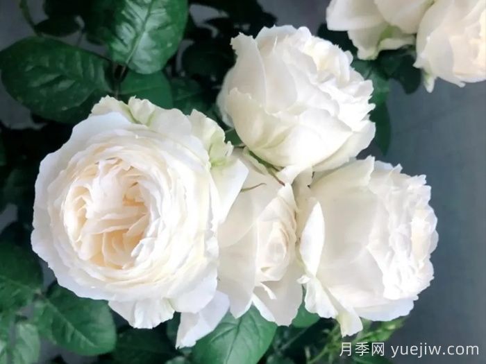治愈系白色月季推薦，每一款都值得擁有(圖5)