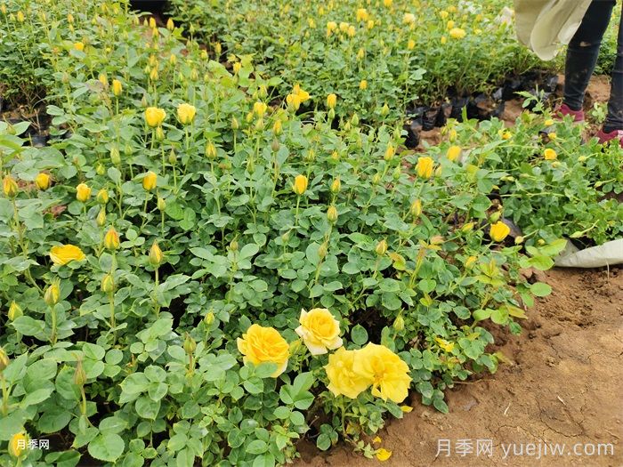 月季花養(yǎng)護(hù)技巧秘技(圖1)