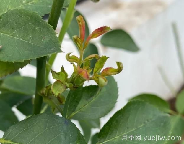 月季嫩尖干癟，到底是什么問題產(chǎn)生的？(圖1)