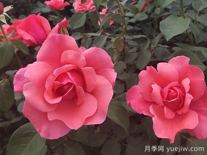 哪些月季品種適合種植在半陰環(huán)境中？(圖3)