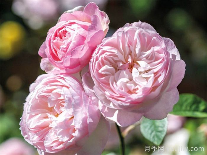 安利9款月季花，被花友吹爆(圖4)