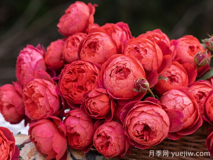 一平方陽臺如何實(shí)現(xiàn)月季自由，推薦5款天狼月季(圖4)