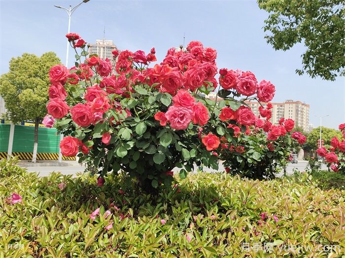 月季造景不單調(diào)！月季與苗木黃金搭檔打造高顏值花境(圖2)