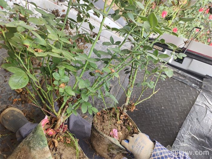 夏季灌木月季栽植的技術(shù)要點(diǎn)(圖2)