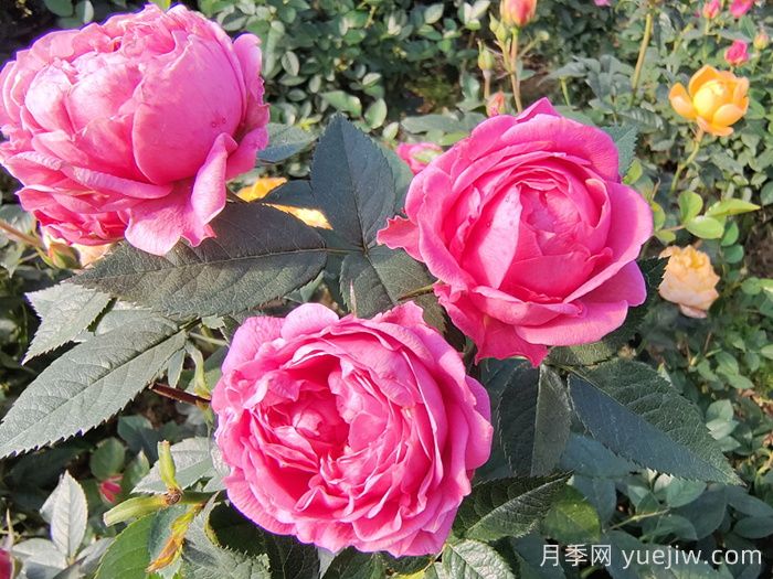夏天月季養(yǎng)護(hù)要點(diǎn)，輕松應(yīng)對(duì)高溫花期不減(圖1)