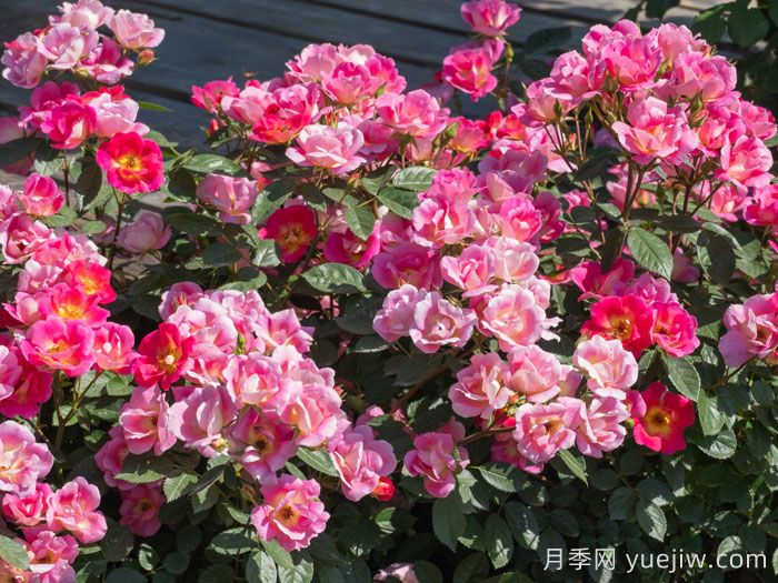 夢繁星月季(圖3)