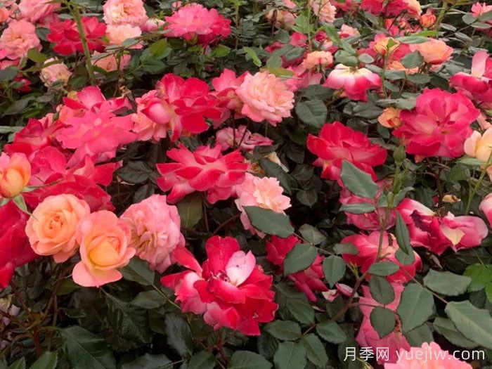 青春之歌月季(圖1)