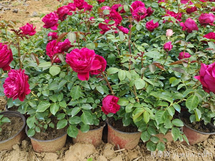 月季花秋季可以換盆嗎？秋天買回的月季如何換盆？(圖1)