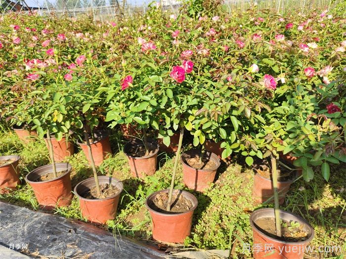 秋天給月季花換盆土還會再開花嗎？(圖1)