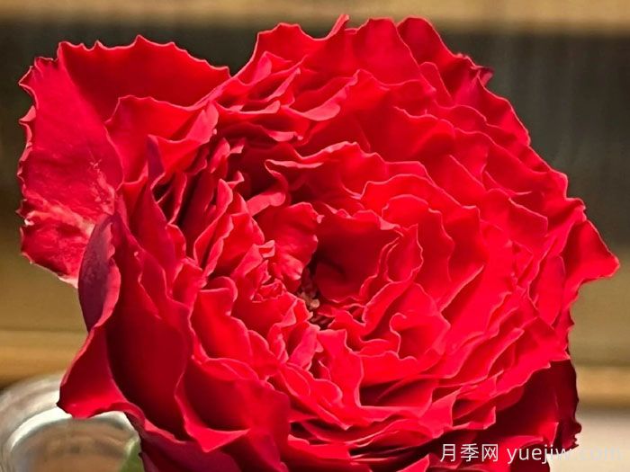 吸血鬼之吻月季優(yōu)缺點(diǎn)(圖1)