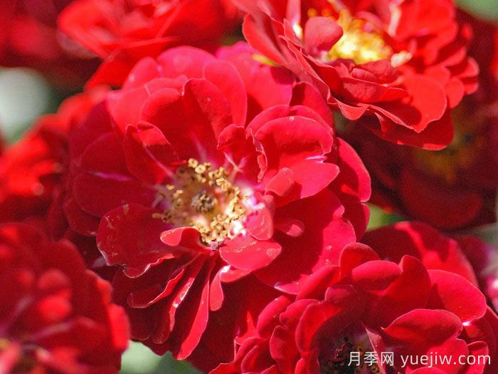 紅仙女月季(圖1)