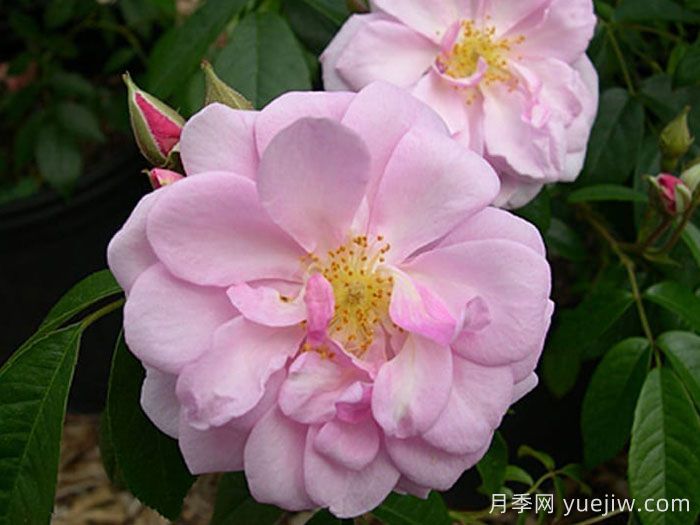 芮妮月季(圖1)