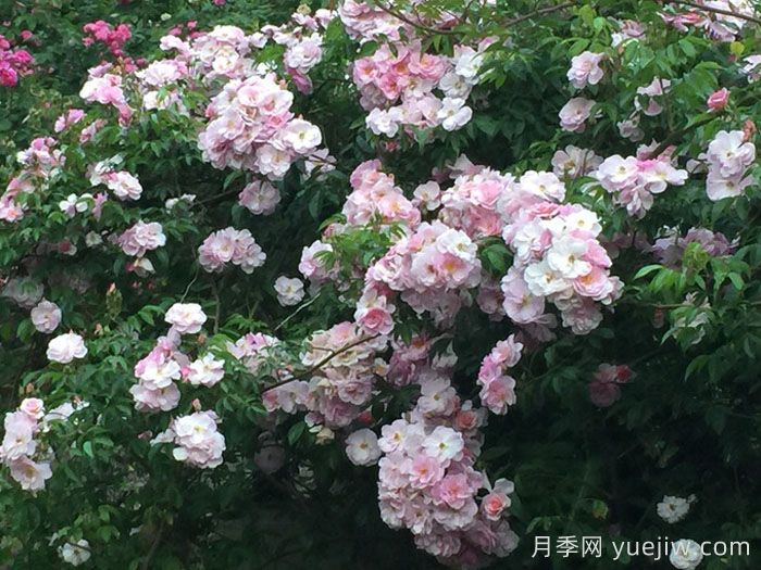 芮妮月季(圖3)