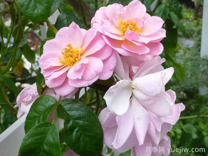 芮妮月季(圖2)