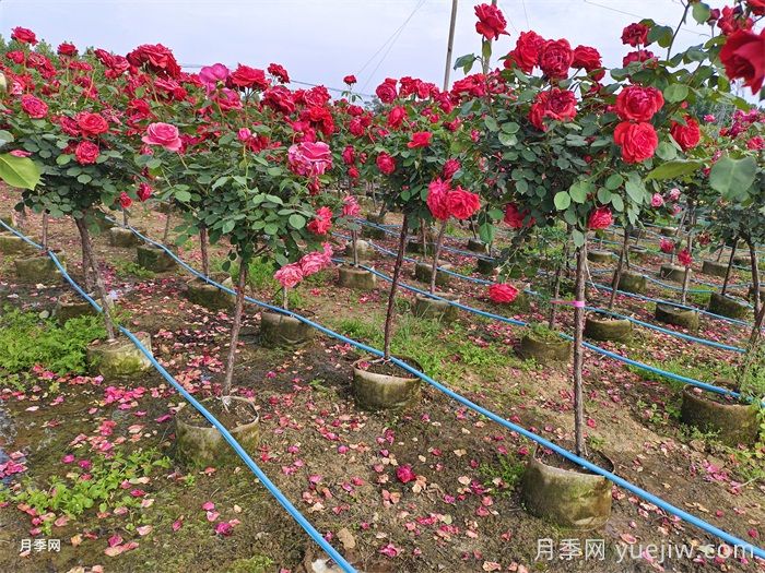植物百科：高桿月季(圖3)