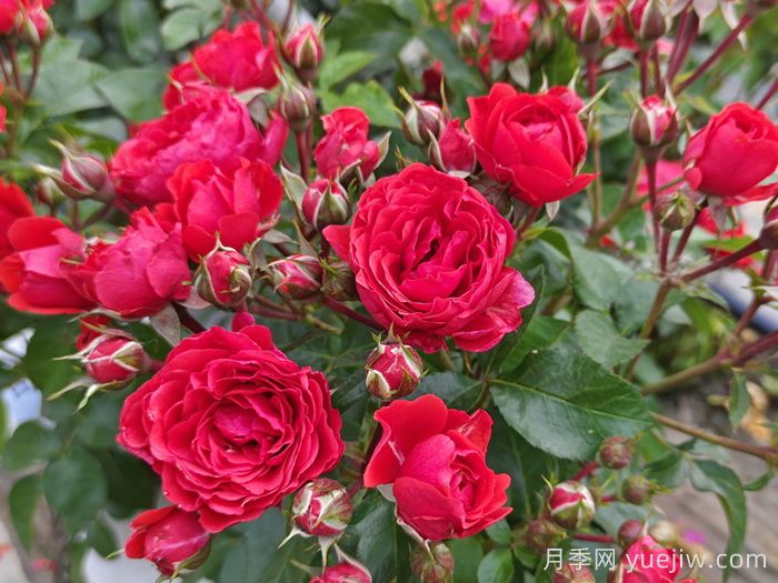 庭院種植常見的觀賞花木品種推薦(圖3)