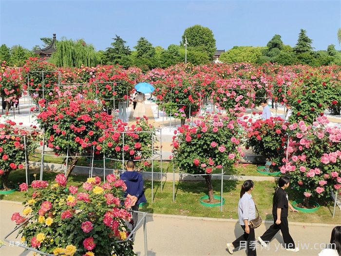 南陽月季：滿城盛景溢芬芳(圖1)