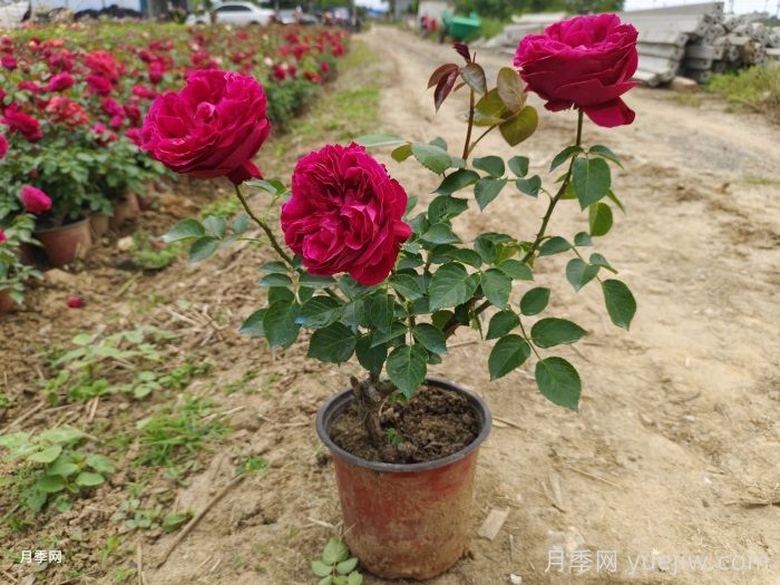 光桿月季先別扔！這樣養(yǎng)護還能爆花！(圖3)