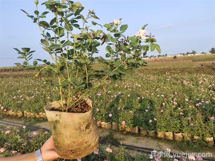 夏秋交替月季復(fù)蘇，黃葉變多怎么辦？(圖1)