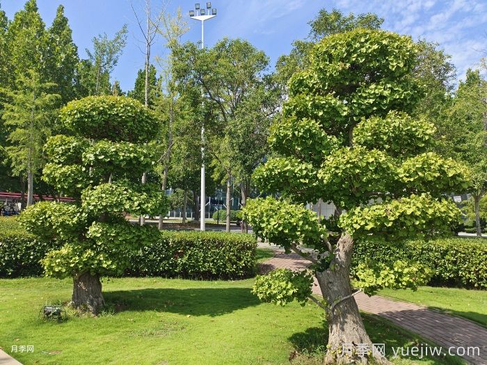 變色植物在公園與城市綠化中的搭配藝術(shù)(圖1)