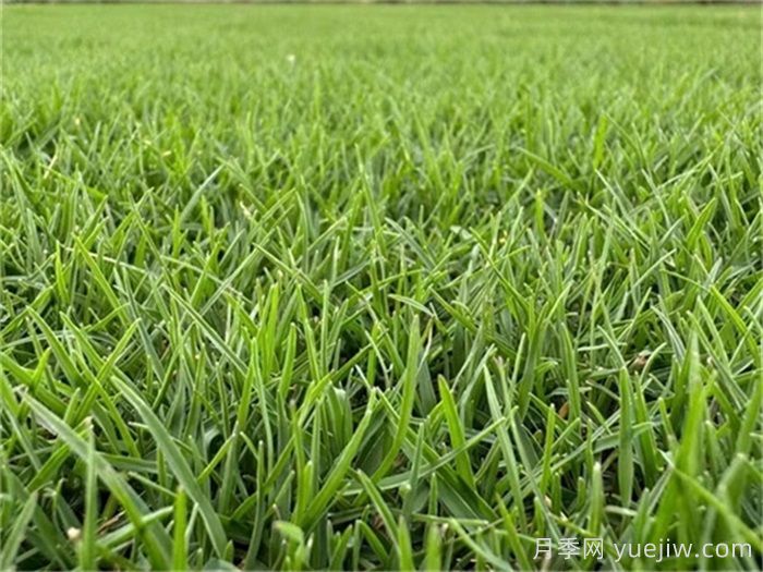 常見草坪種類、特性及應(yīng)用(圖1)