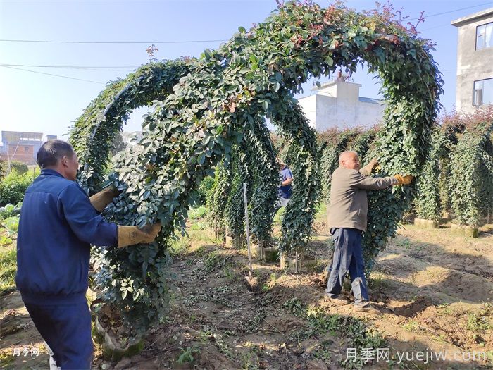 什么時(shí)間是月季苗木栽植的***佳季節(jié)？(圖2)