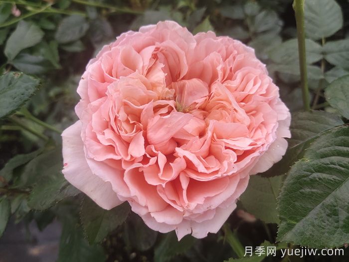 10種經(jīng)典月季花，藏在陽(yáng)臺(tái)上的美好(圖2)