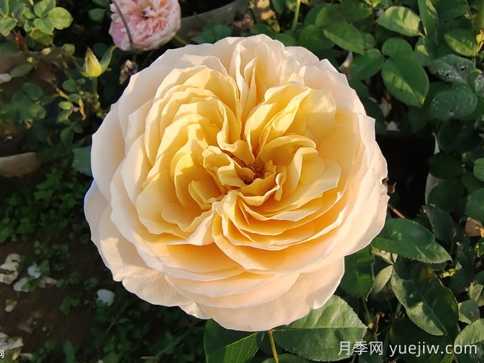 10種經(jīng)典月季花，藏在陽(yáng)臺(tái)上的美好(圖3)