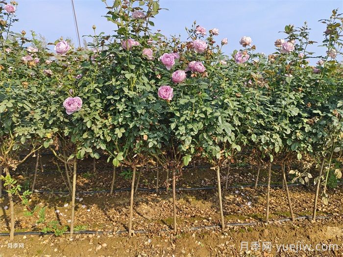 九月份把握秋季好時機(jī)，讓園林植物煥發(fā)新生機(jī)(圖2)