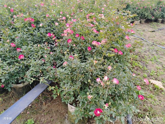 梅雨季節(jié)月季養(yǎng)護(hù)指南，陰雨天噴藥施肥教程(圖3)