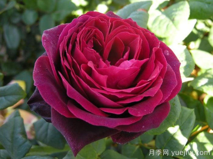 哪個(gè)月季品種更黑？黑巴克、黑魔術(shù)誰更好養(yǎng)？(圖4)
