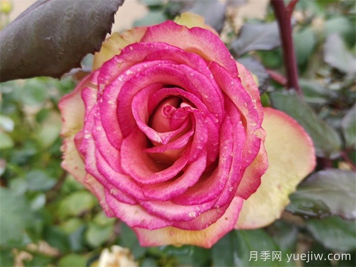 夢露月季養(yǎng)殖方法和注意事項(xiàng)(圖1)